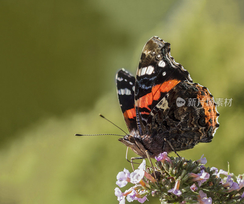 Red Admiral Butterfly (Vanessa atalanta) on Buddleja